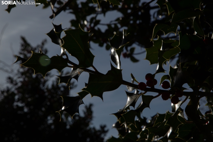 Acebal de Garagüeta