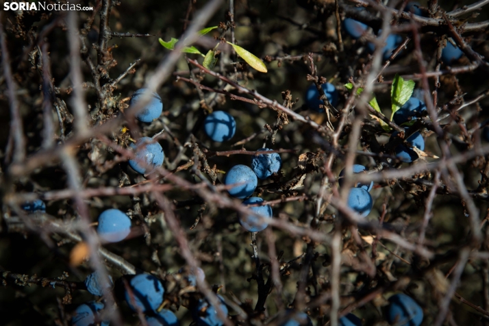 Acebal de Garagüeta