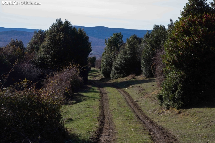 Acebal de Garagüeta