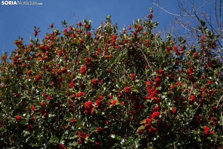 Acebal de Garagüeta