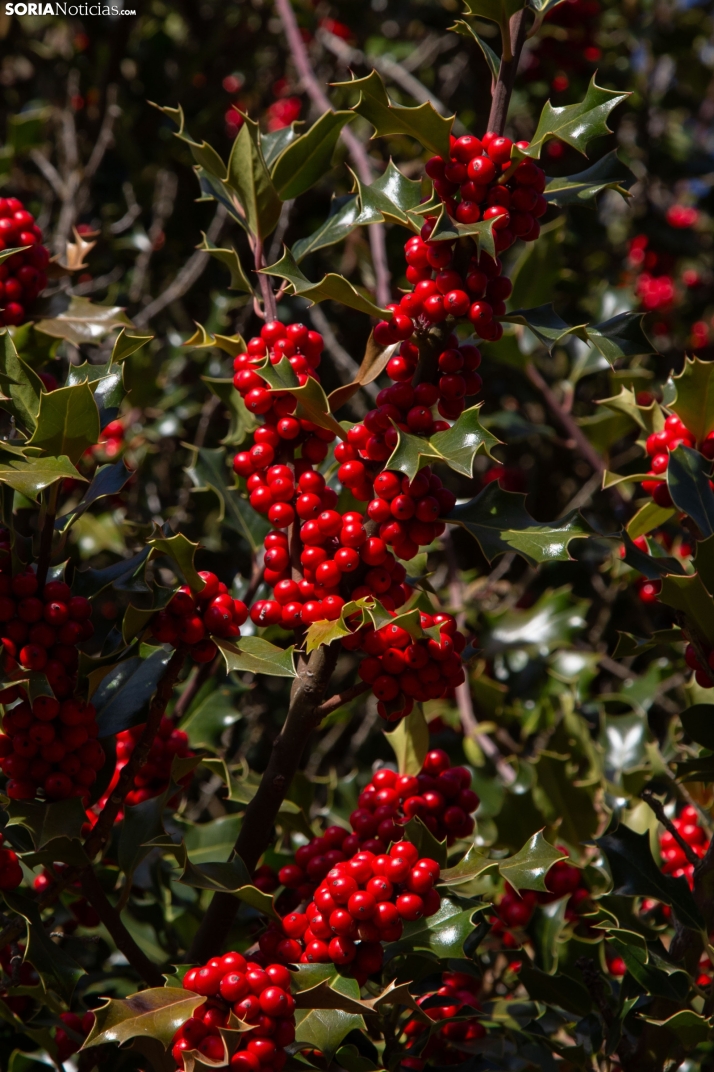 Acebal de Garagüeta