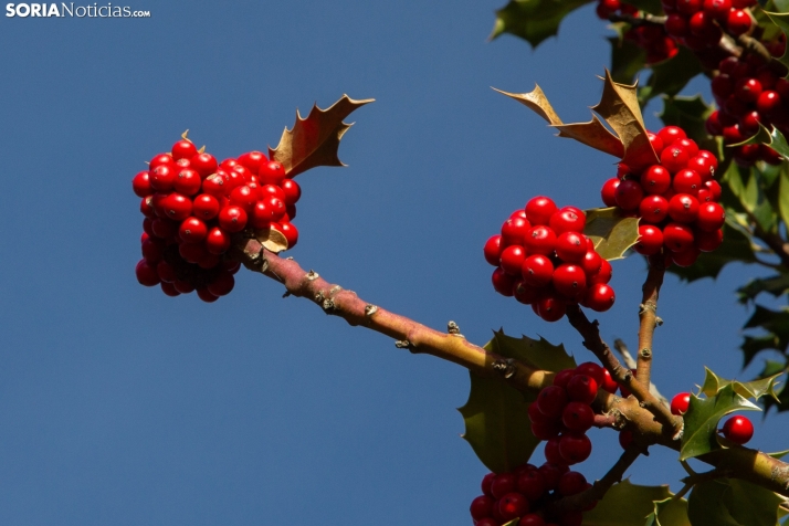 Acebal de Garagüeta