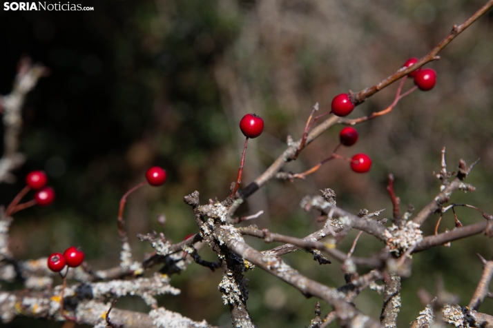 Acebal de Garagüeta