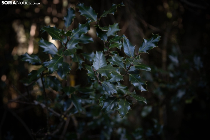 Acebal de Garagüeta