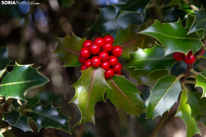 Acebal de Garagüeta