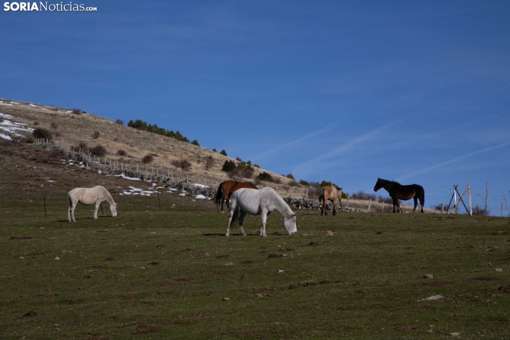 Acebal de Garagüeta