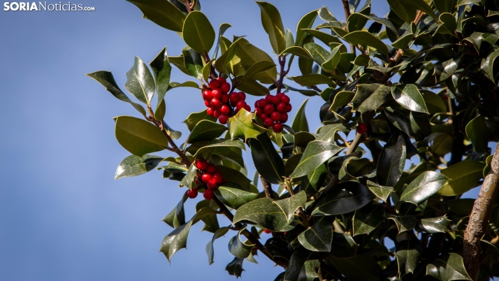Acebal de Garagüeta