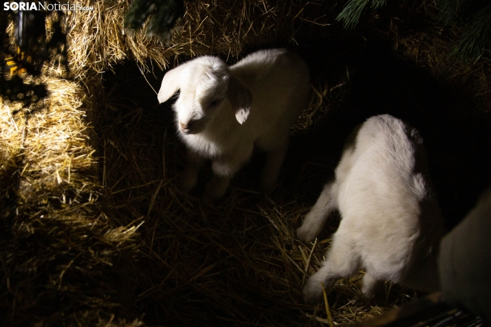 Belén Viviente Vinuesa