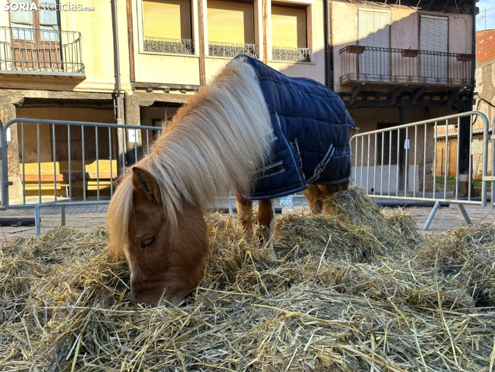 GALER&Iacute;A | Fig&oacute;n y mucha artesan&iacute;a en Berlanga