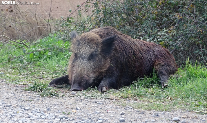 Castilla y León tranquila con la peste porcina, pero sin bajar la guardia