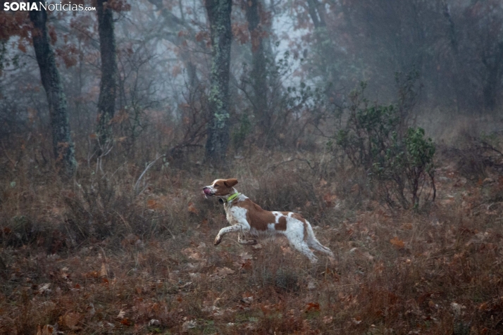 Mundial Caza Salvaje