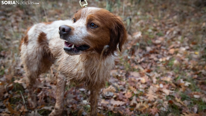 GALERÍA | El Épagneul Breton se luce en Valonsadero