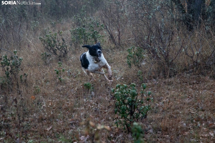 Mundial Caza Salvaje