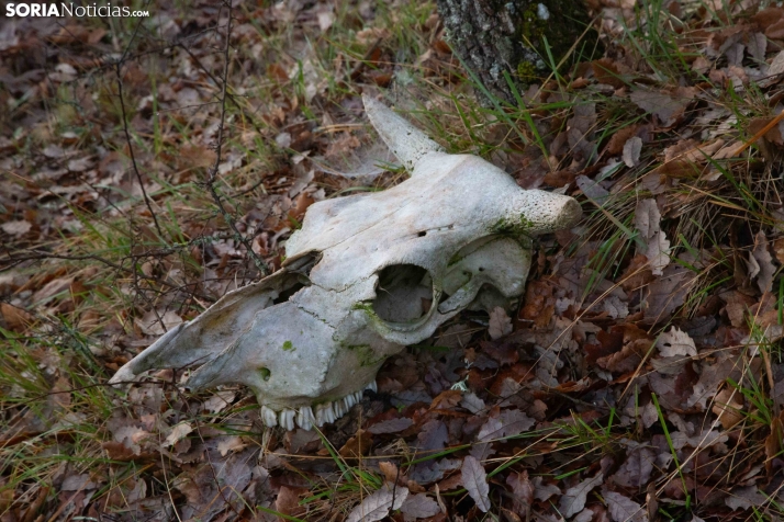 Mundial Caza Salvaje