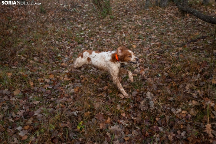 Mundial Caza Salvaje