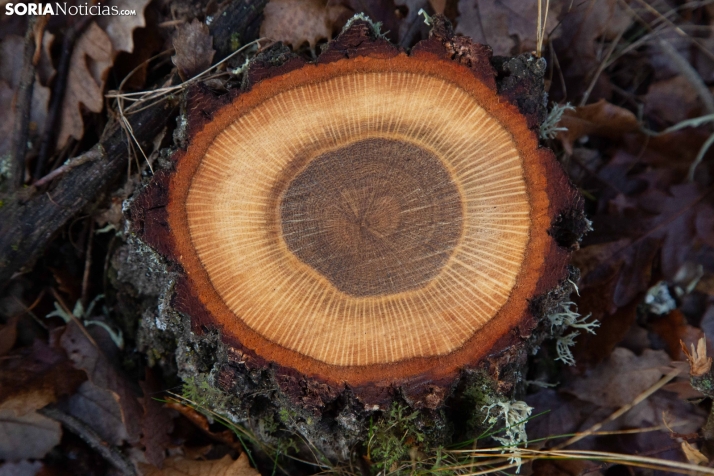 Mundial Caza Salvaje