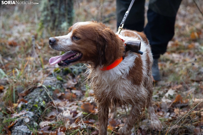 Mundial Caza Salvaje