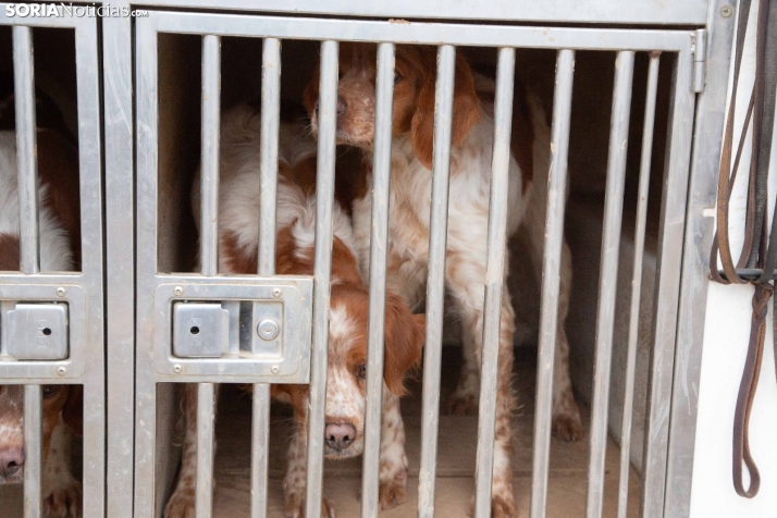 Mundial Caza Salvaje