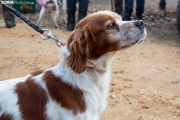 Mundial Caza Salvaje