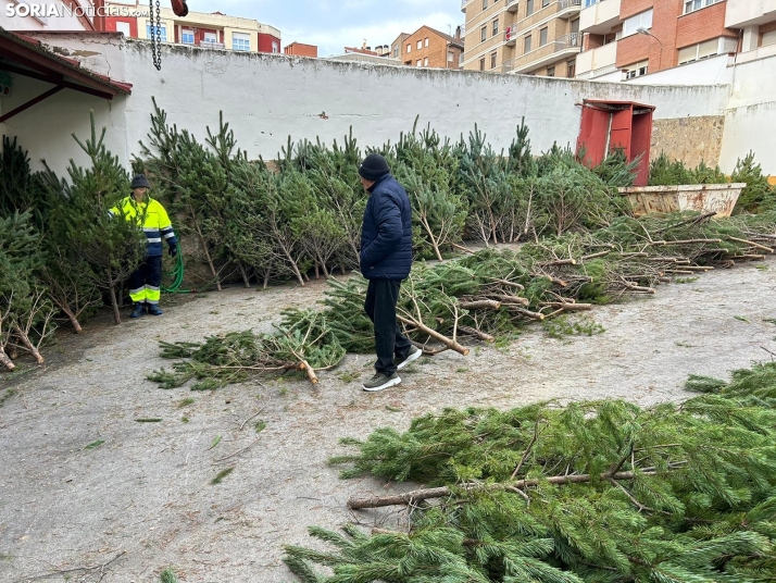 ¿Dónde comprar árboles de Navidad por tan solo 5 euros? Soria te da la solución