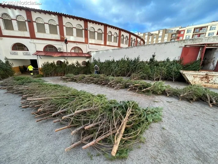 Foto 2 - &iquest;D&oacute;nde comprar &aacute;rboles de Navidad por tan solo 5 euros? Soria te da la soluci&oacute;n