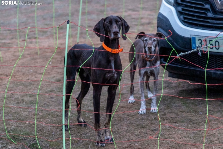 Campeonato de España de Mushing 2025./ Viksar Fotografía