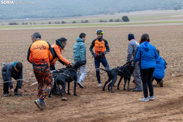 Campeonato de España de Mushing 2025./ Viksar Fotografía