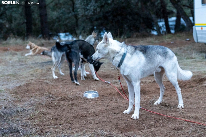Campeonato de España de Mushing 2025./ Viksar Fotografía