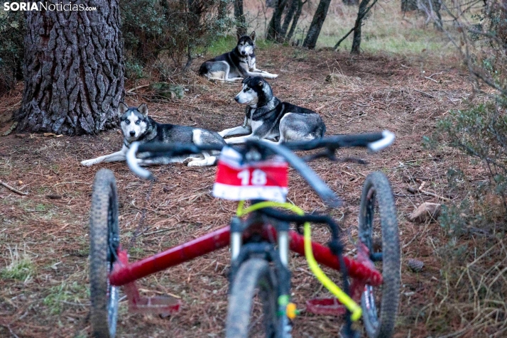 Campeonato de España de Mushing 2025./ Viksar Fotografía