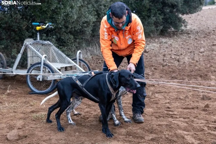 Campeonato de España de Mushing 2025./ Viksar Fotografía