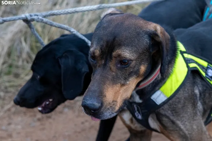 Campeonato de España de Mushing 2025./ Viksar Fotografía