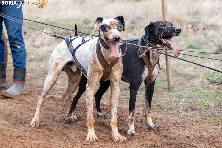 Campeonato de España de Mushing 2025./ Viksar Fotografía