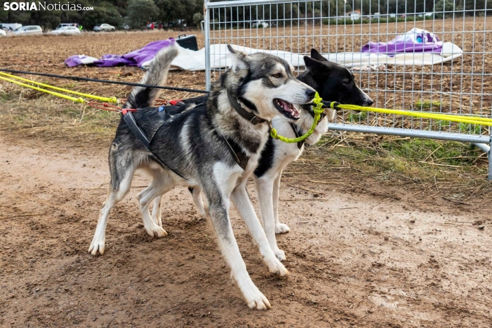 Campeonato de España de Mushing 2025./ Viksar Fotografía