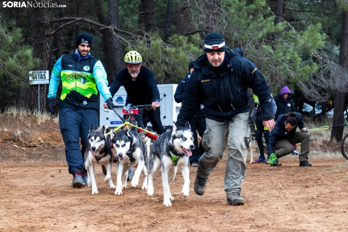 Campeonato de España de Mushing 2025./ Viksar Fotografía