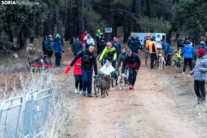 Campeonato de España de Mushing 2025./ Viksar Fotografía