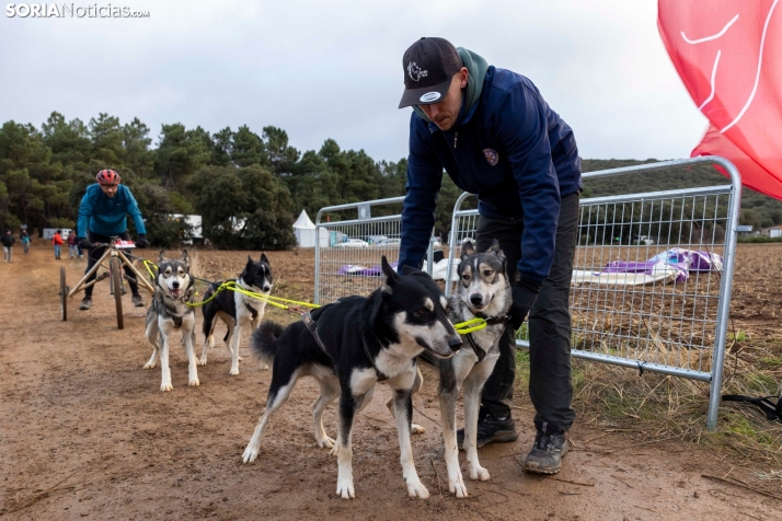 Campeonato de España de Mushing 2025./ Viksar Fotografía