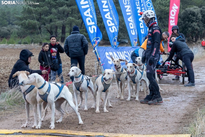 Campeonato de España de Mushing 2025./ Viksar Fotografía