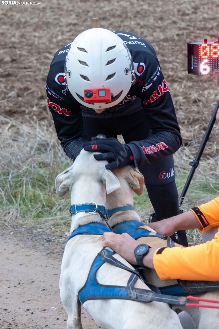 Campeonato de España de Mushing 2025./ Viksar Fotografía