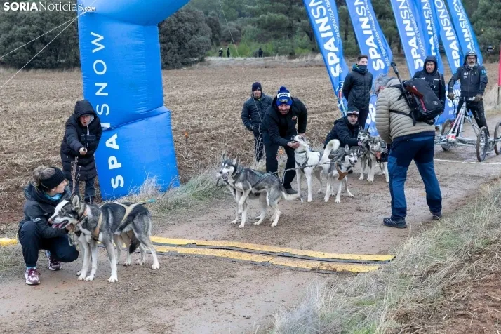 Campeonato de España de Mushing 2025./ Viksar Fotografía