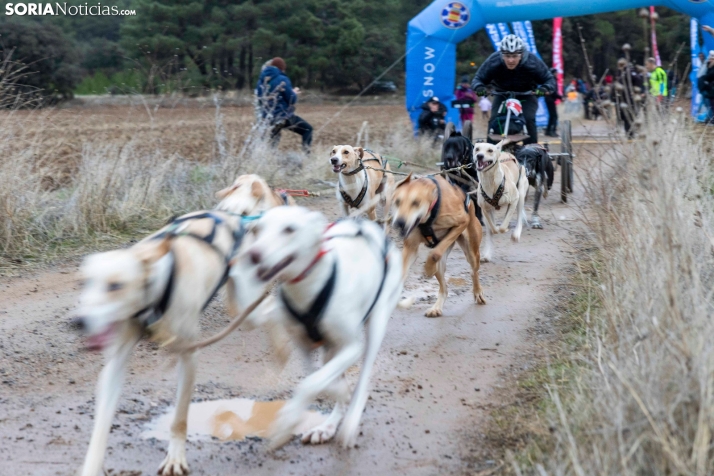 Campeonato de España de Mushing 2025./ Viksar Fotografía