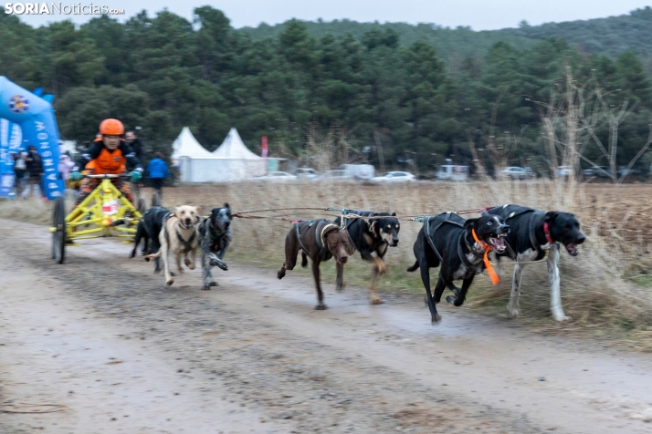 Campeonato de España de Mushing 2025./ Viksar Fotografía