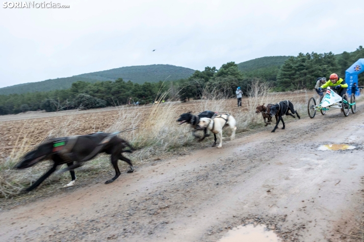 Campeonato de España de Mushing 2025./ Viksar Fotografía