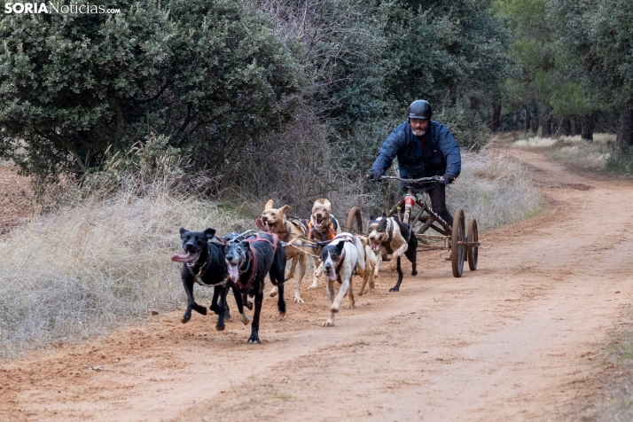 Campeonato de España de Mushing 2025./ Viksar Fotografía