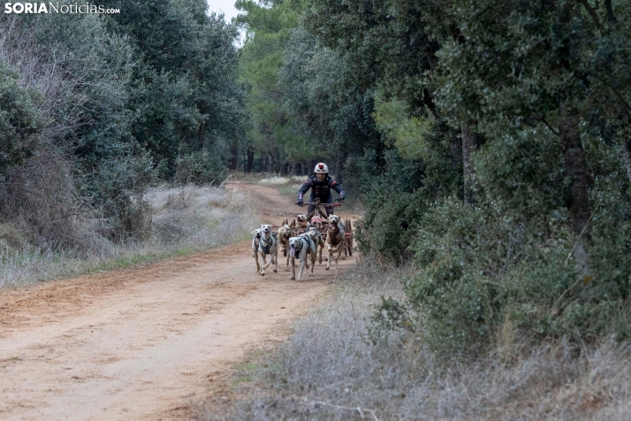 Campeonato de España de Mushing 2025./ Viksar Fotografía