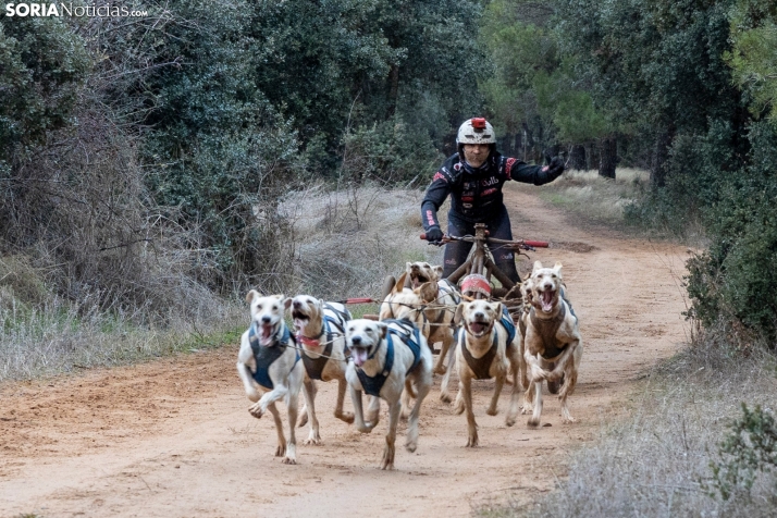 Campeonato de España de Mushing 2025./ Viksar Fotografía