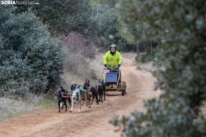 Campeonato de España de Mushing 2025./ Viksar Fotografía