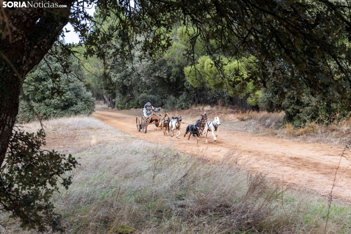 Campeonato de España de Mushing 2025./ Viksar Fotografía