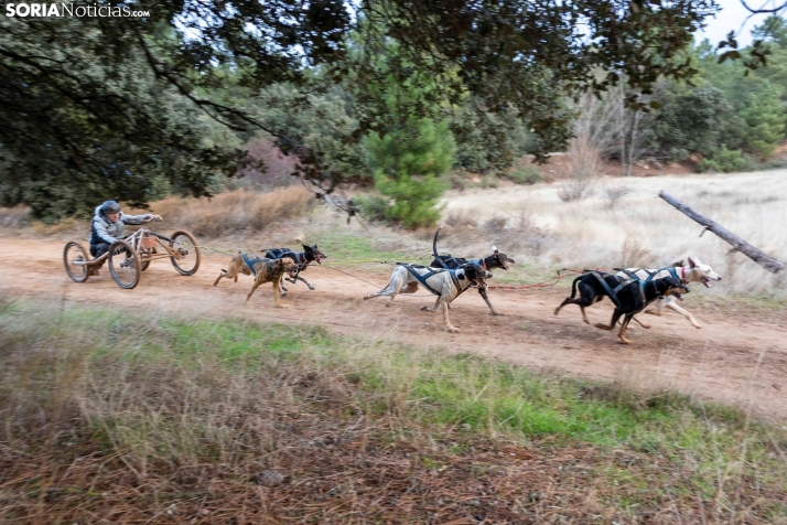 Campeonato de España de Mushing 2025./ Viksar Fotografía