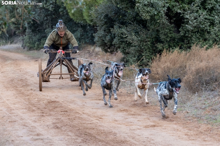 Campeonato de España de Mushing 2025./ Viksar Fotografía