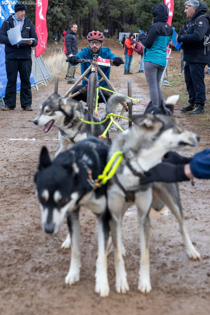 Campeonato de España de Mushing 2025./ Viksar Fotografía